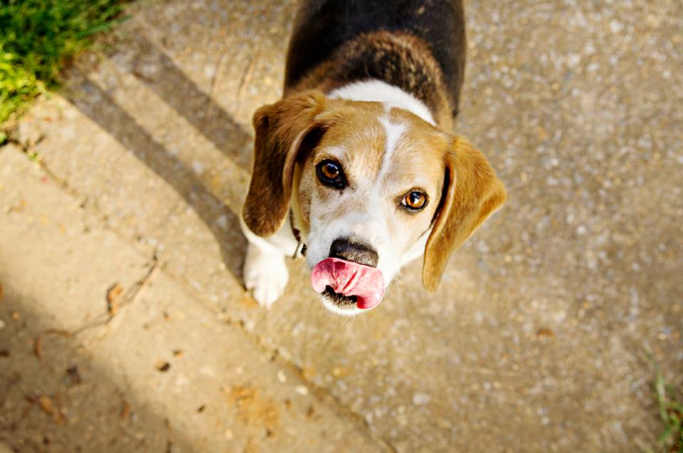 Pete the Beagle, photo by Jacqueline Jackson Photography