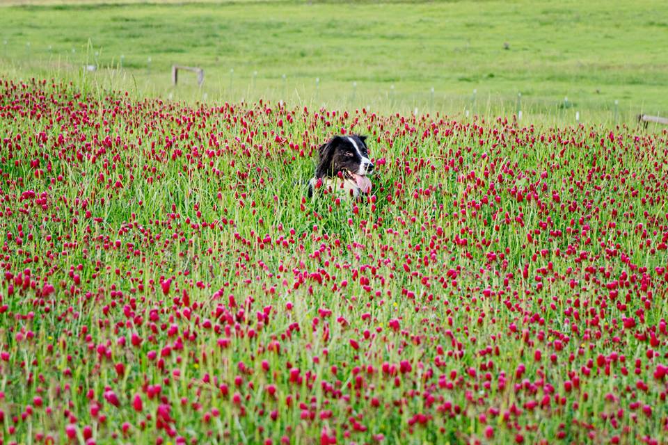 Border Collie in the clover field at Leavelle Farms photo by Jacqueline Jackson Photography