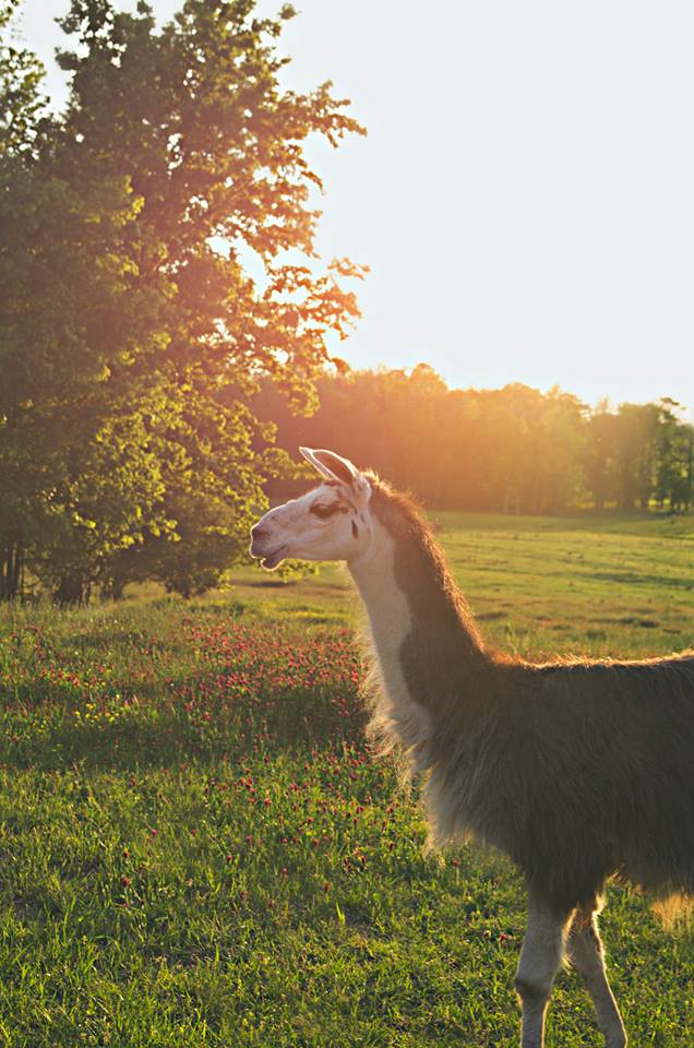 Ralph the Wonder Llama at Leavelle Farms photo by Jacqueline Jackson Photography