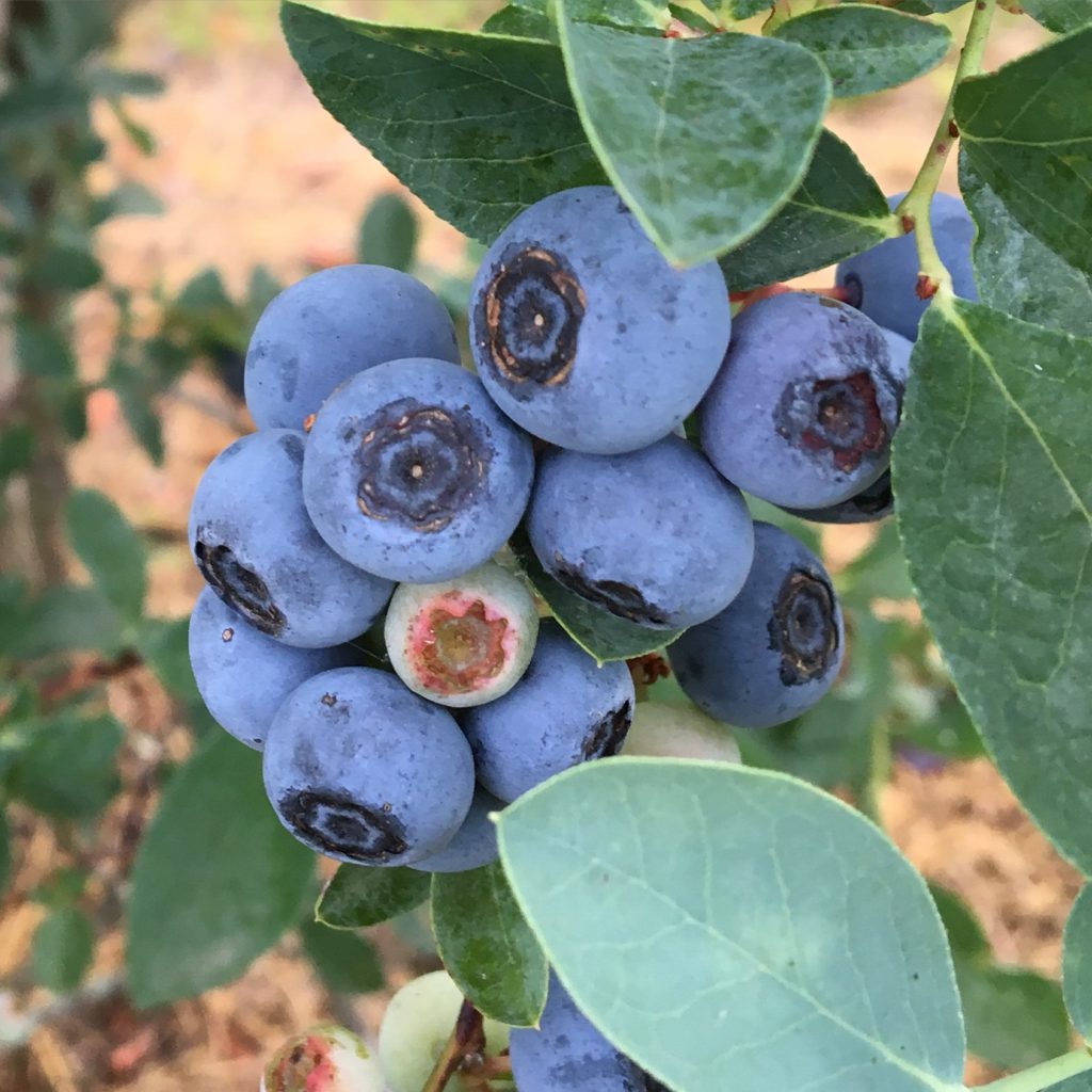 fresh blueberries at Leavelle Farms