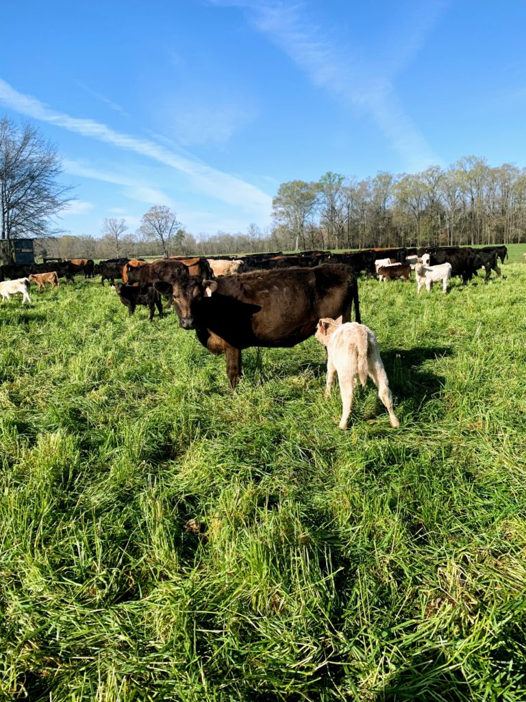 Cow nursing her calf in late winter rye grass
