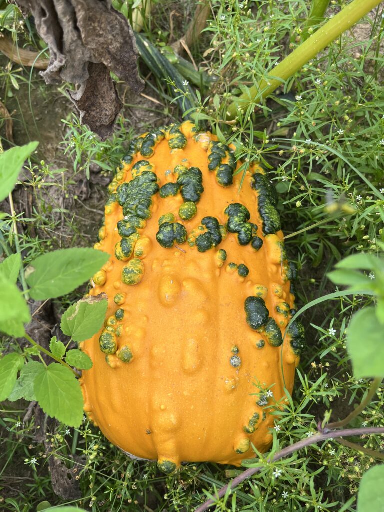 Warty pumpkin 

