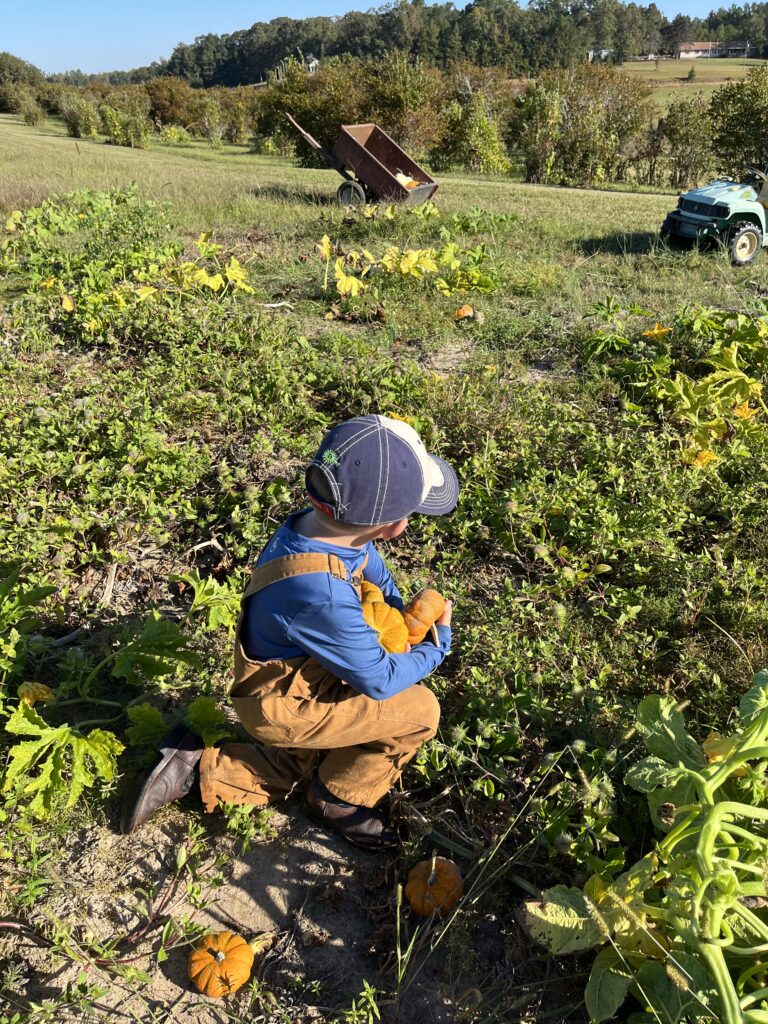 Kid picking a pumpkin
