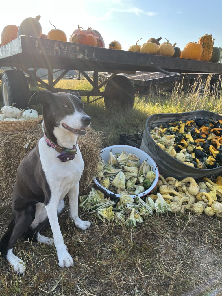Dog with pumpkin/gourd display