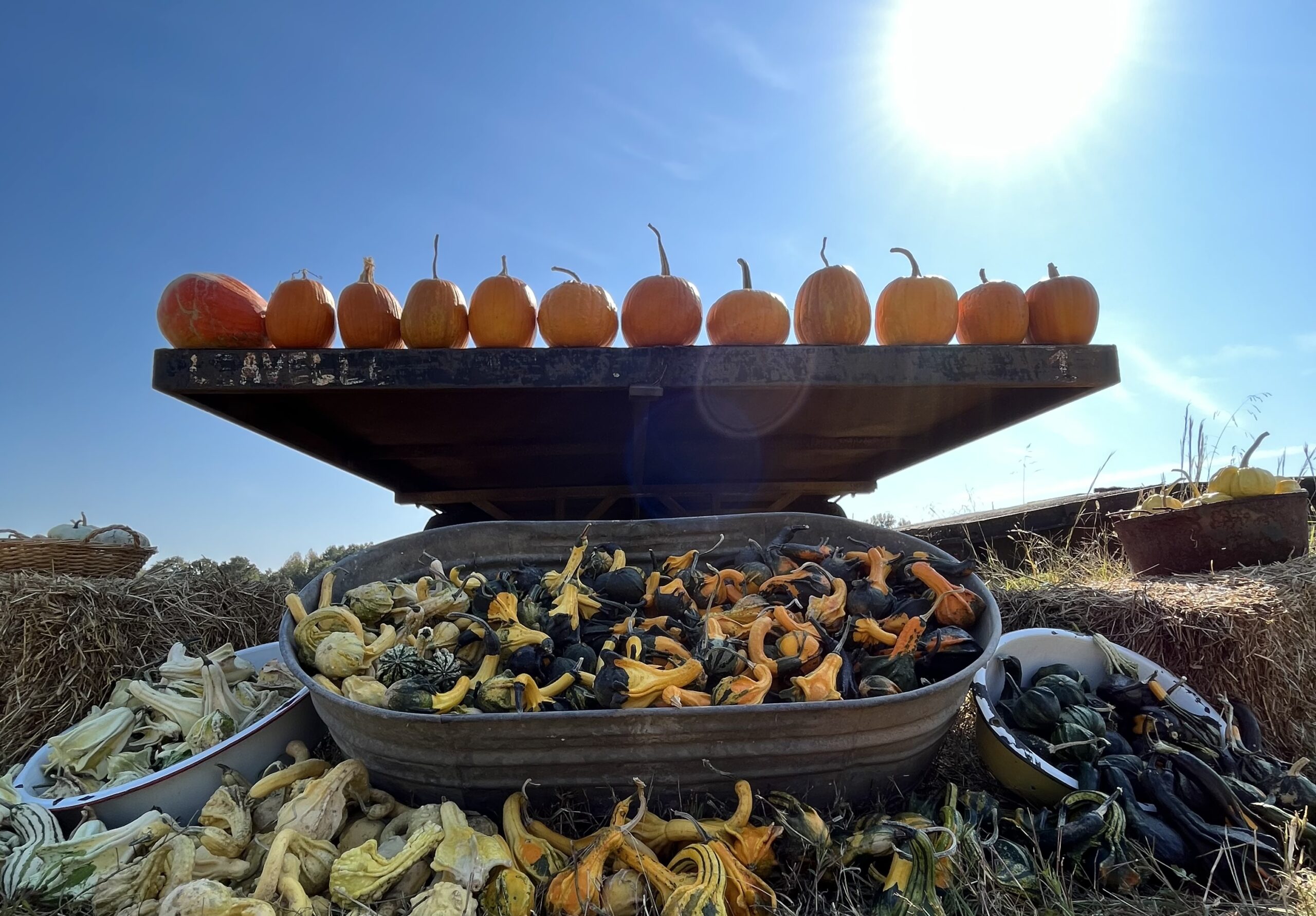 Pumpkins lined up on a trailer with gourds displayed below