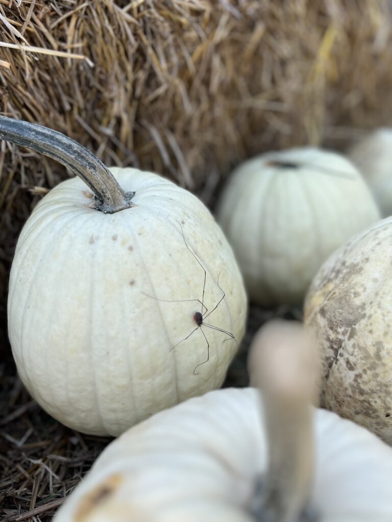 Harvester (Granddaddy Long Legs Spider) on a White Pumpkins