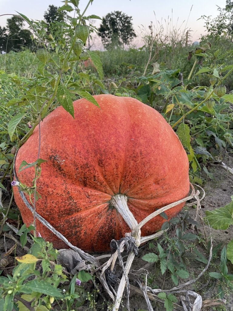 Large red-orange pumpkin 