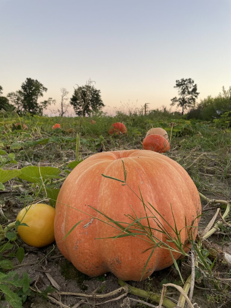 Large pumpkin at dusk