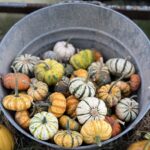 A display of colorful, decorative gourds