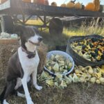 Rescue pup Stella posing by the gourds for her Autumn portrait.