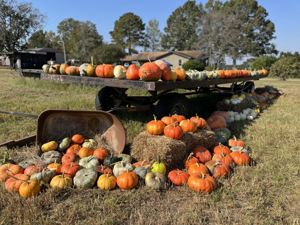 Pumpkins & gourds on display at 2022 pumpkin sale
